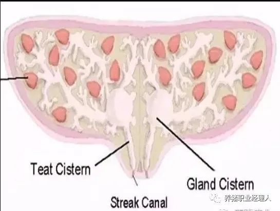 母猪乳腺的发育与饲养管理密切相关