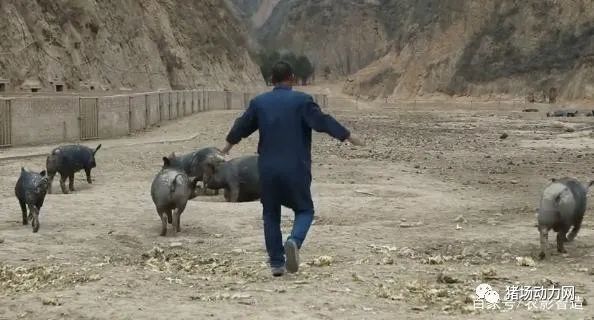 一头仔猪卖8888元？！陕北绥德县一养殖户卖仔猪自救！