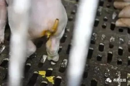 仔猪黄白痢怎么治？仔猪黄白痢的中药治疗方法