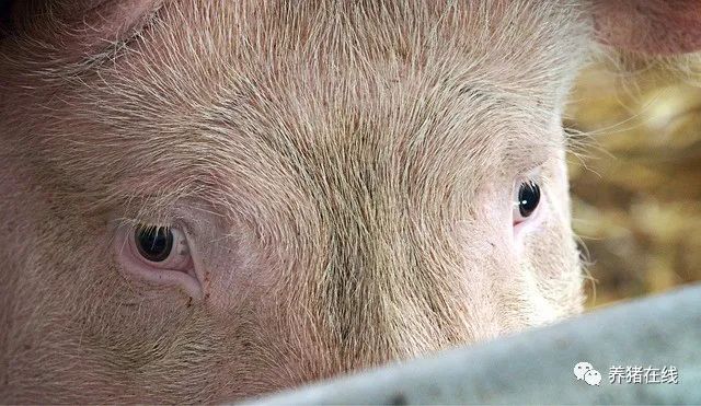 观察生猪眼睛知疾病，还不赶紧学起来！
