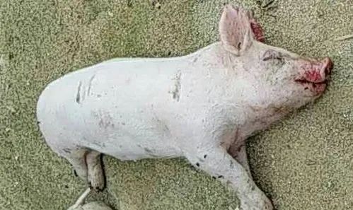 养猪人注意了，近期猪突然死亡、病死率100% 求扩散！