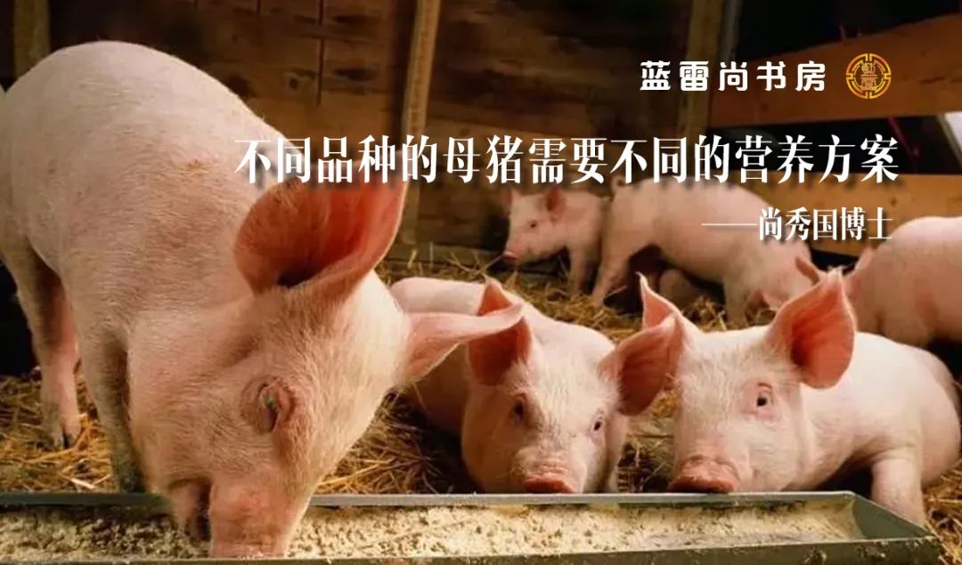 不同品种的母猪需要不同的营养！你信吗？