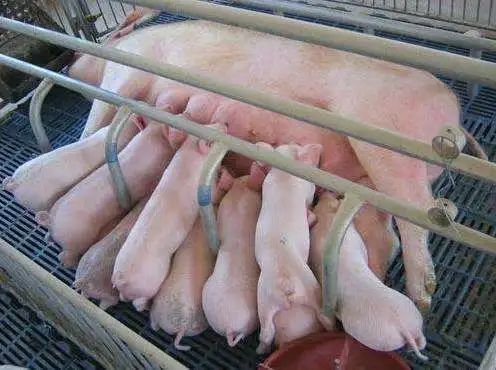 夏季母猪产前产后饲养管理SOP