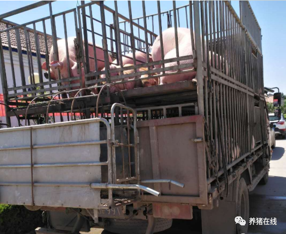 查猪、拦车、抓人！广东、上海、江苏、黑龙江等多省对生猪非法调运宣战！