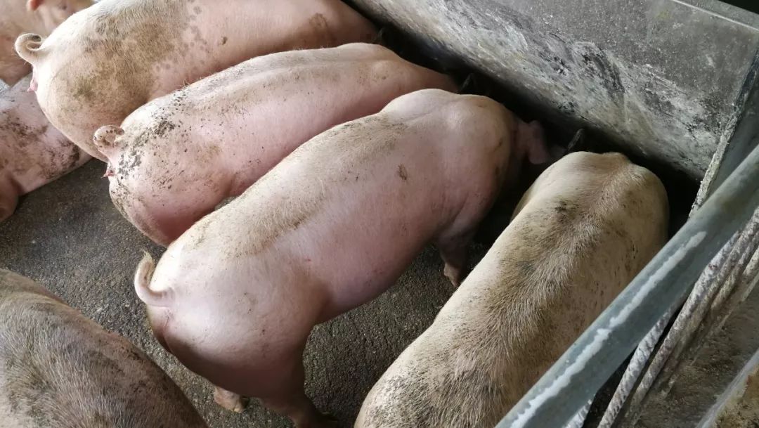 猪肉产销缺口预计同比扩大32.7%，五一前后猪肉价格是否会上涨？