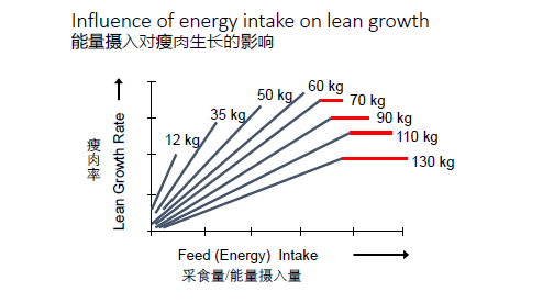 生长育肥猪效益最大化的饲用日粮方案！