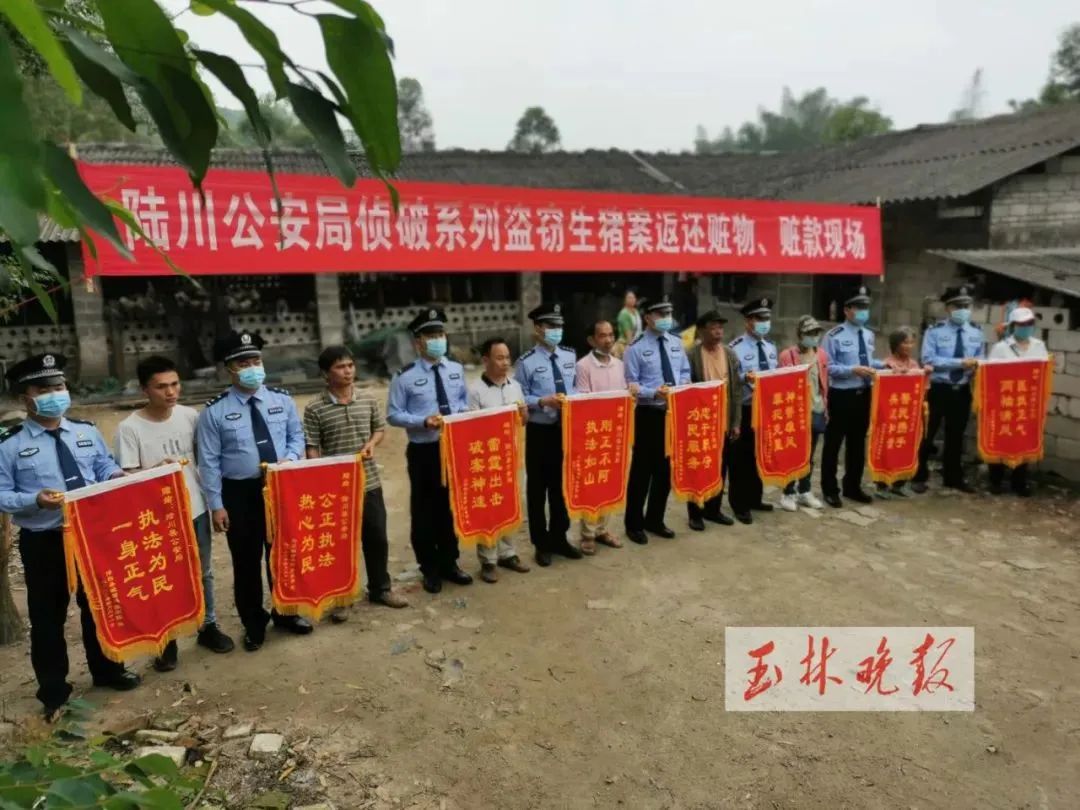 “一起床猪栏里的猪都不见了”陆川系列盗窃生猪案告破，5人落网