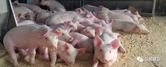 保育成活率从90%提高到98%，残次猪明显减少！一例保育猪蓝耳病诊疗案例分享