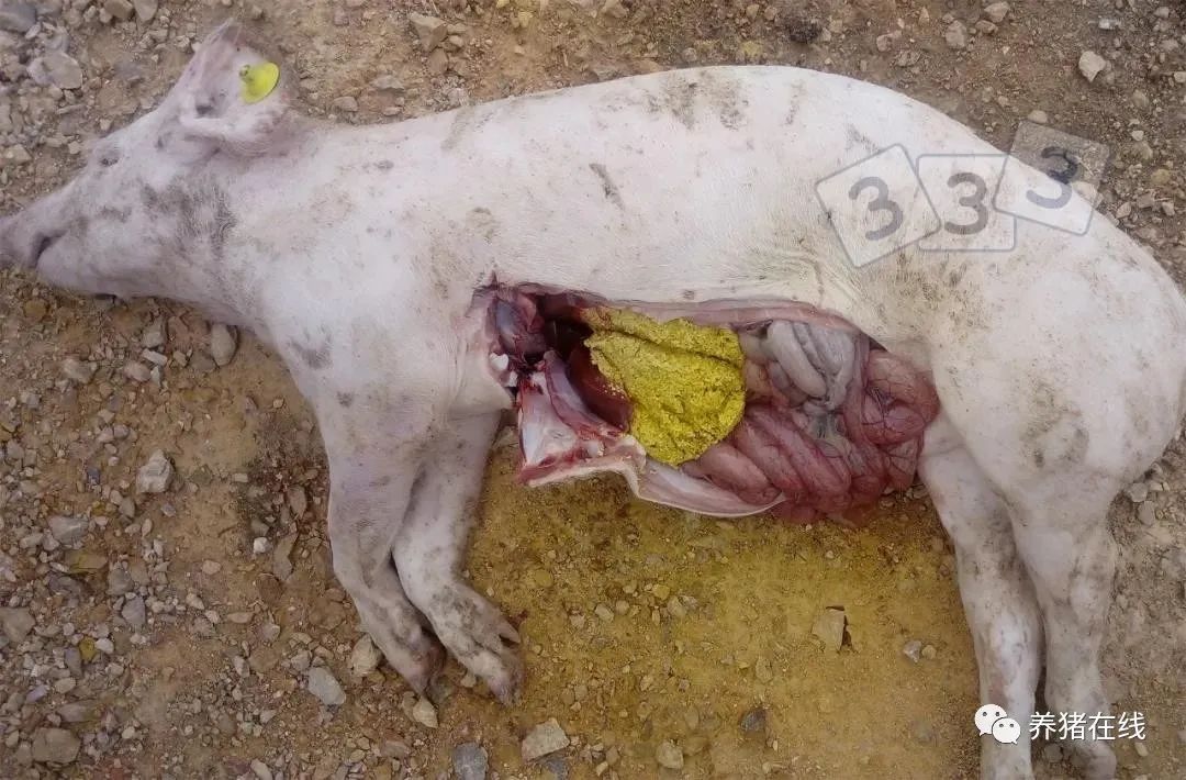 尸检时观察到这些病变，可能原因是什么？