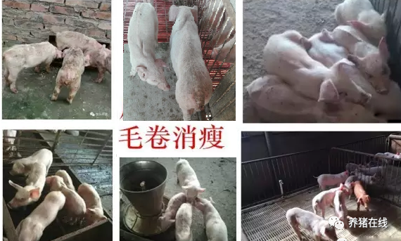 保育猪毛卷消瘦、腹泻咳喘，死淘率高！怎么办？