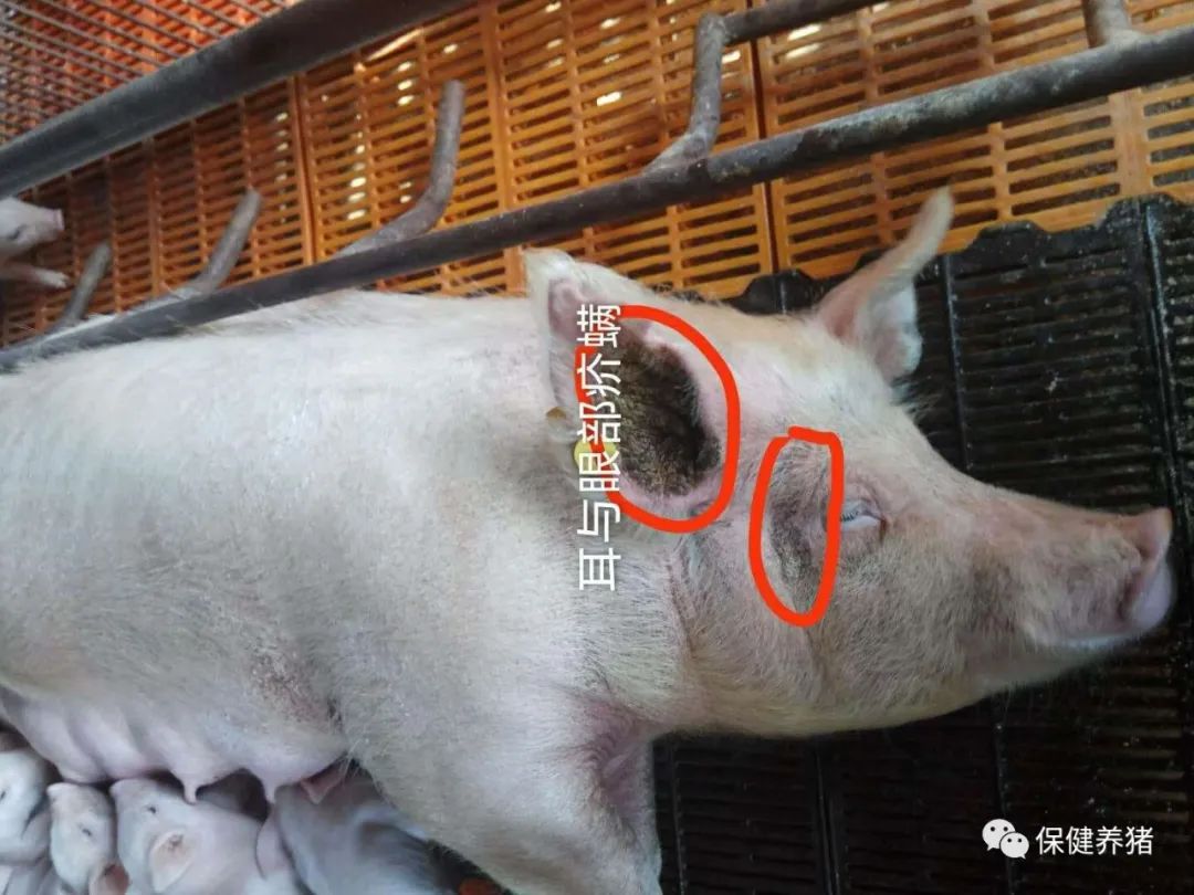 如何控制寄生虫（疥螨与蛔虫）的混合感染