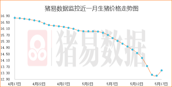 北方猪价继续反弹，市场表现非常混乱?