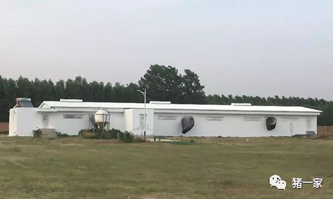 新式猪场下规模化种公猪站建设（二）