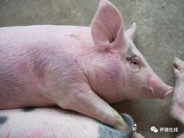 贏战夏天，高温季节猪场易发病须知