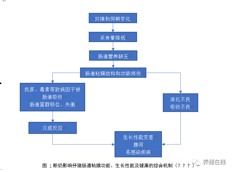饲料禁抗后的猪料配方技术与养殖管理技术要点