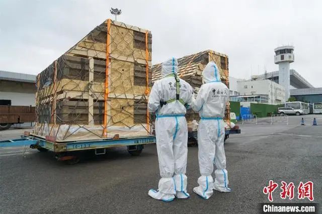 引种新纪录！今年单次数量最大的一批丹麦种猪落户贵州