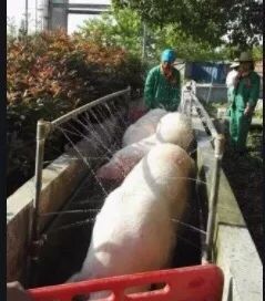 空栏熏蒸消毒规范