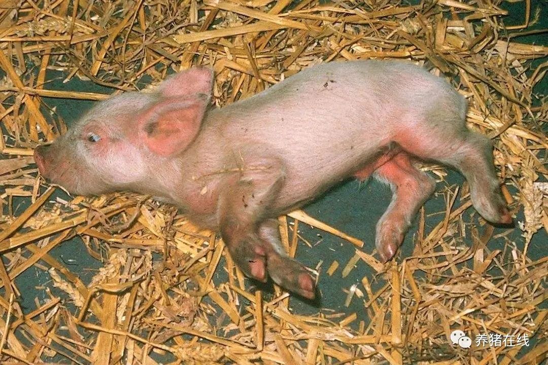 猪伪狂犬病与脑膜炎型链球菌病怎么区分？