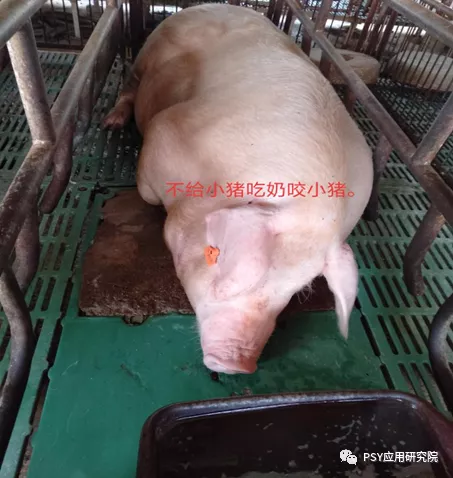三元母猪频繁咬仔，罪魁祸首竟然是它