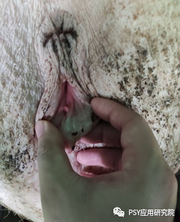配种时 要不要清洗母猪后躯？