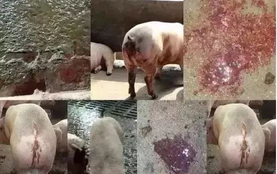 通过粪便识猪病！这种方法简单有效！尽早治愈很放心几万元