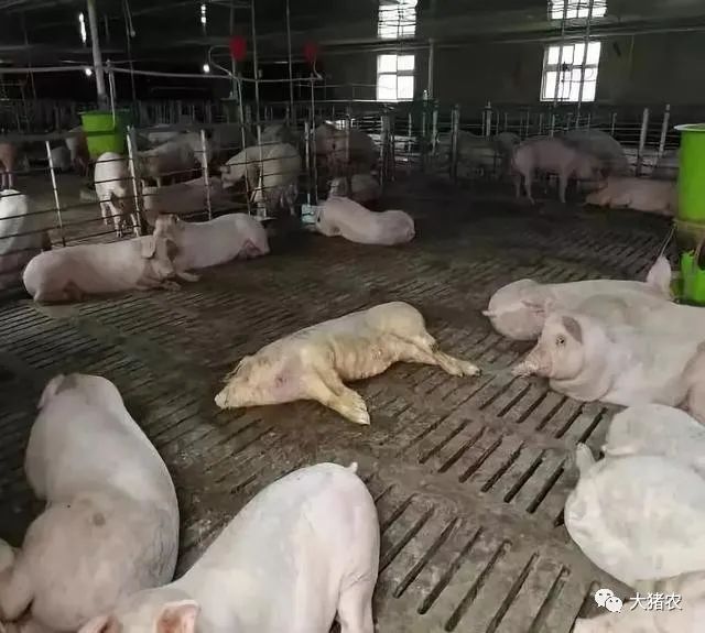 猪场建不好，小猪死得早！猪场建设中的四大选址问题