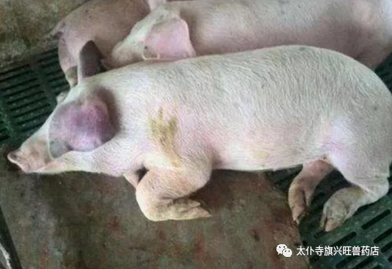 猪繁殖与呼吸综合症的诊断与防治