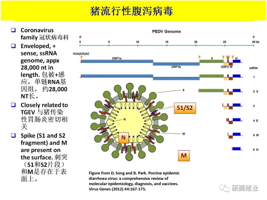看国外 | 养殖场员工感染新冠病毒应如何应急处理？从PED中学到的知识适用于COVID-19
