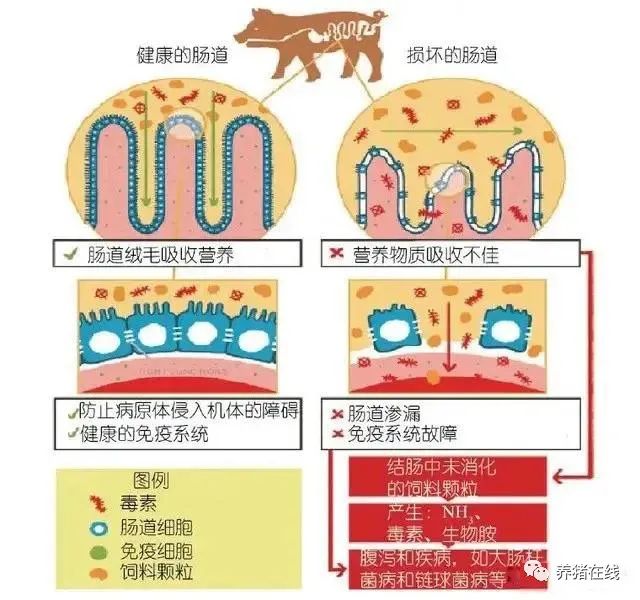 解决断奶仔猪的饲料恐惧症