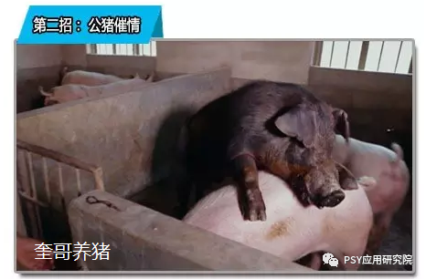 三元后备母猪不发情，7个关键措施助你解决