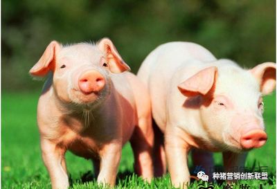 刚刚！英国、巴西2家肉企暂停对华出口！俄肉类伺机加速来华！