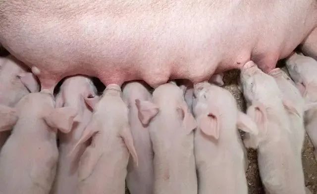 母猪产后消炎应该怎么做？打什么样的消炎针效果最好？你知道吗？