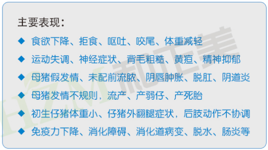 夏季炎热高温高湿，母猪生产性能下降，竟然是这个原因！