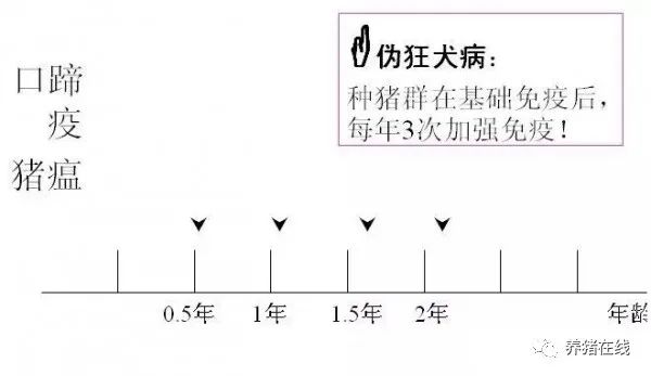 猪场制定免疫程序时要考虑哪些因素?