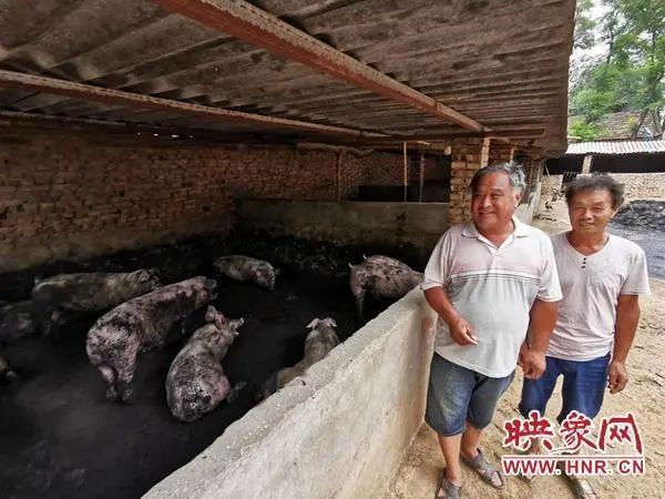 通许县长智镇：昔日贫困户 养猪脱贫成“明星户”