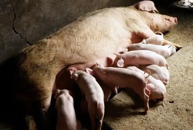 知道了母猪异常淘汰的原因和防治办法，提高猪场效益（蹭蹭的 ）