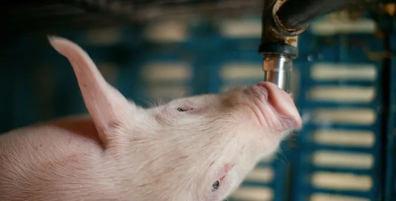 水质好坏对猪的生长并无明显影响