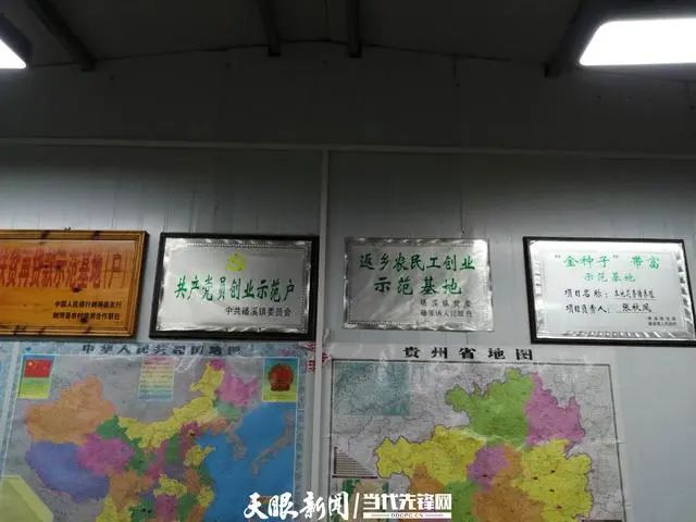 养猪“女将”张秋凤 带领群众闯富路