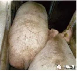 饲喂的方法掌握，这样饲喂母猪有可能获得高产！！