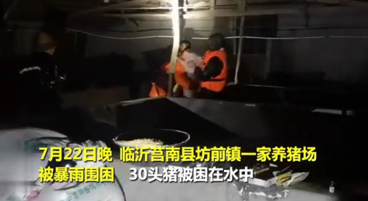养猪场水位突升，老两口急得直跺脚，救猪场面一度失控！