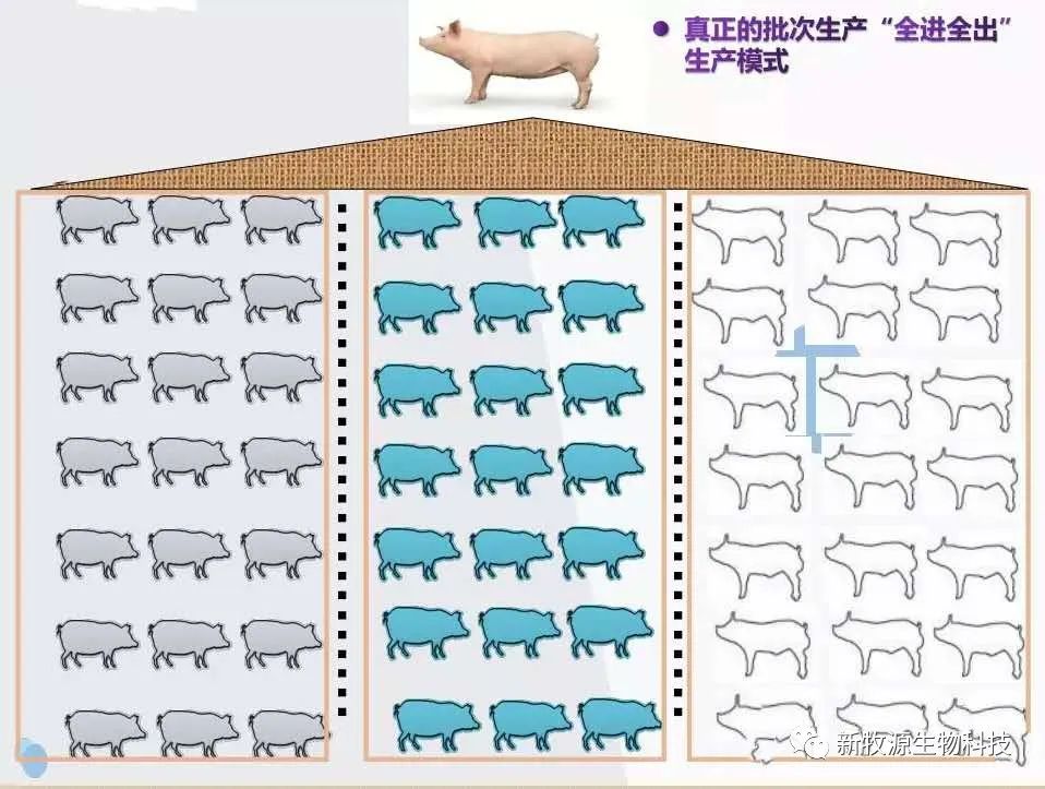 猪场批次化生产管理方案（2）