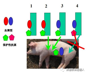 关于副猪疫苗的应用问答