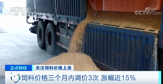 3个月内3次了！饲料密集调价，养一头猪成本贵300元……