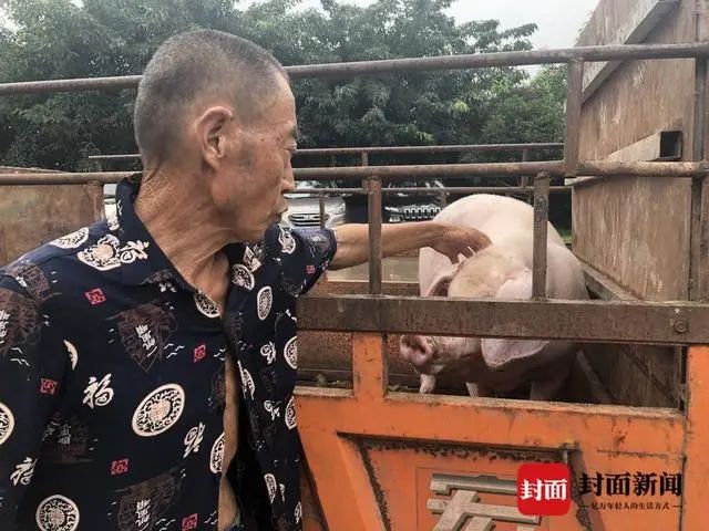 警方“最接地气”的赃物返还现场，40头猪、20只鸡……