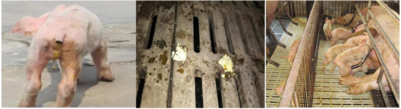 猪流行性腹泻这样防，效果看得见！