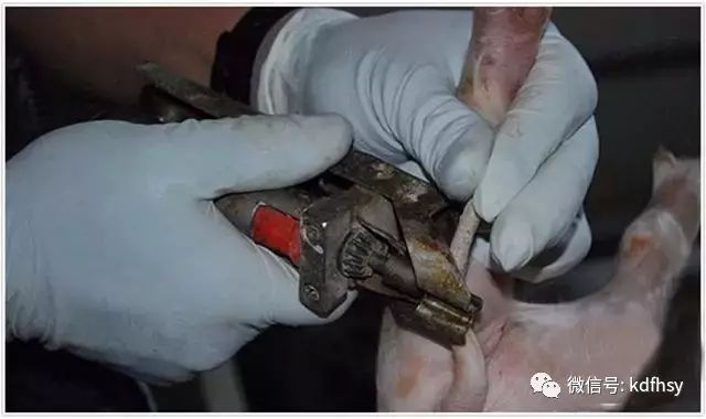 图解｜新生仔猪断尾详细标准操作步骤