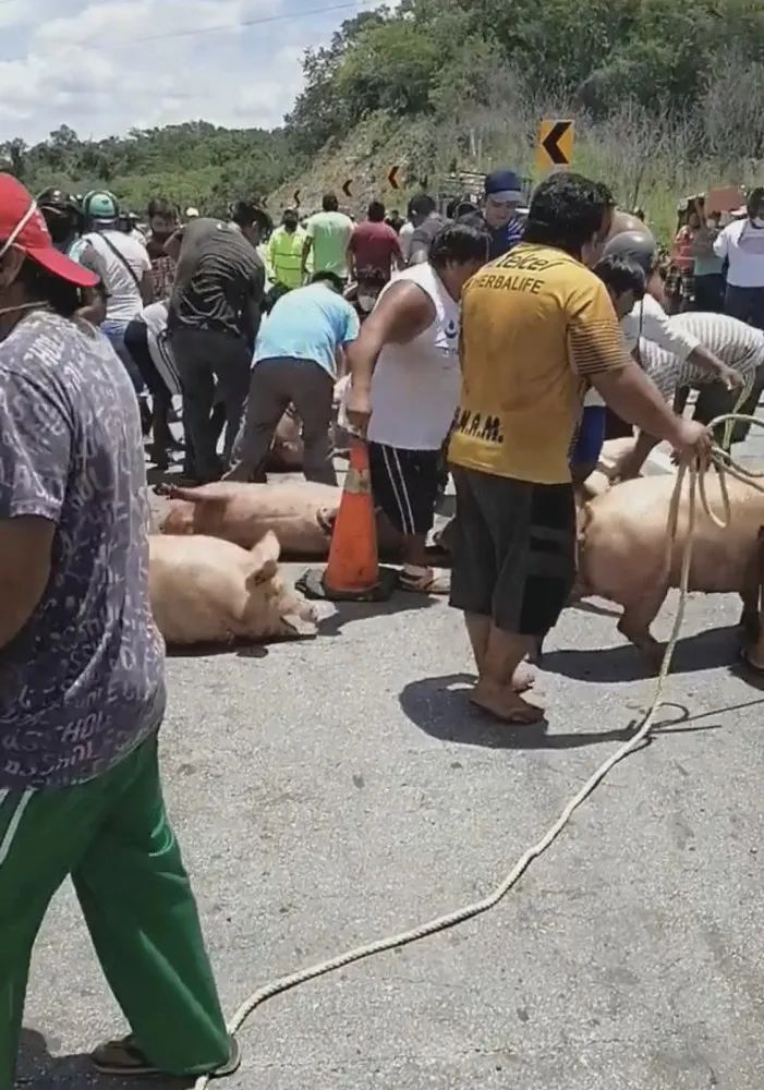 人心险恶！二十吨生猪竟在光天化日之下被强行拖走……