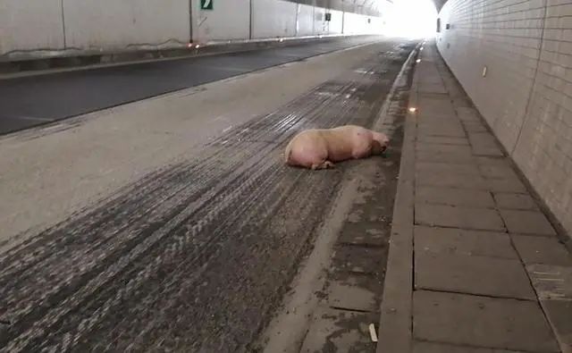 两头400斤重的大肥猪“越狱”后漫步高速公路，隧道因此临时截流