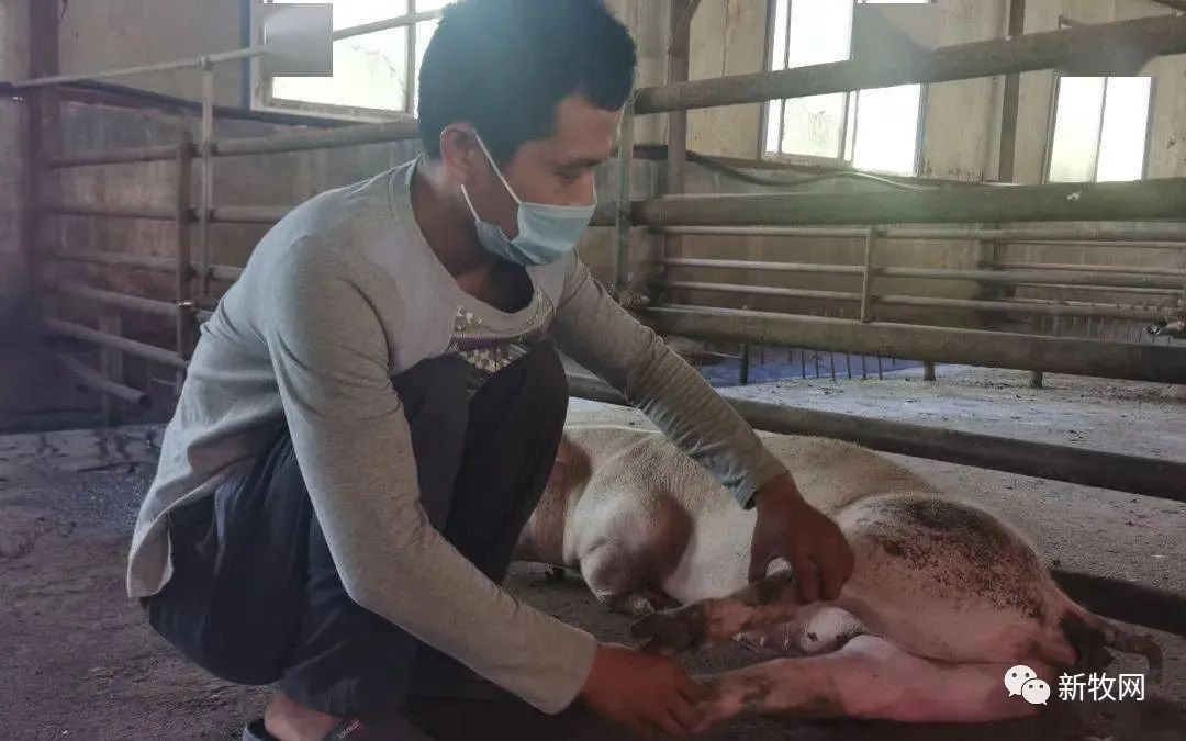 衡水一猪场突发连电！上百头猪死亡