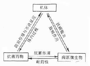 不懂药理，如何正确搭配使用兽药